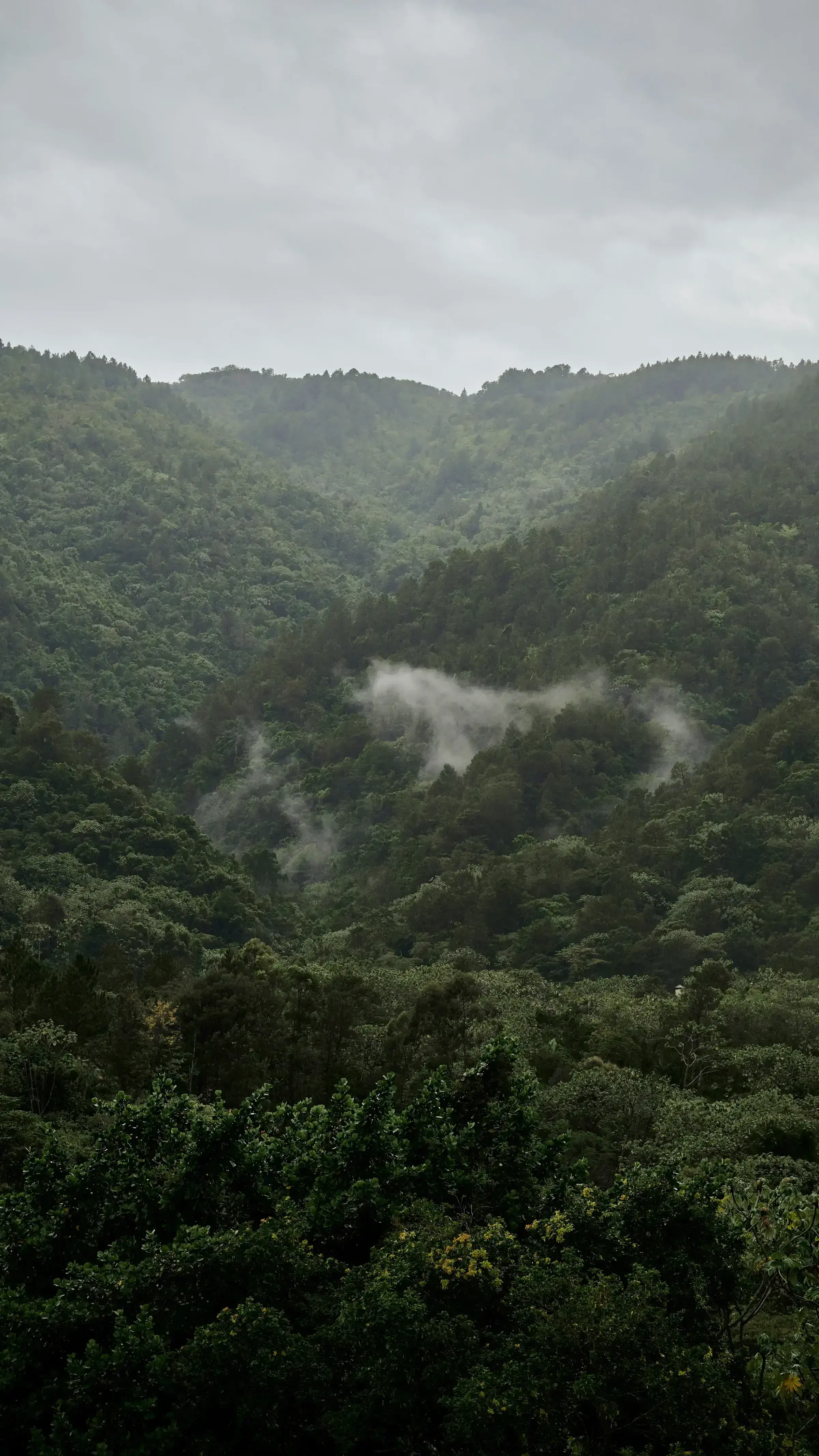 A Dominica rainforest interior, sunlight filtering through the canopy.