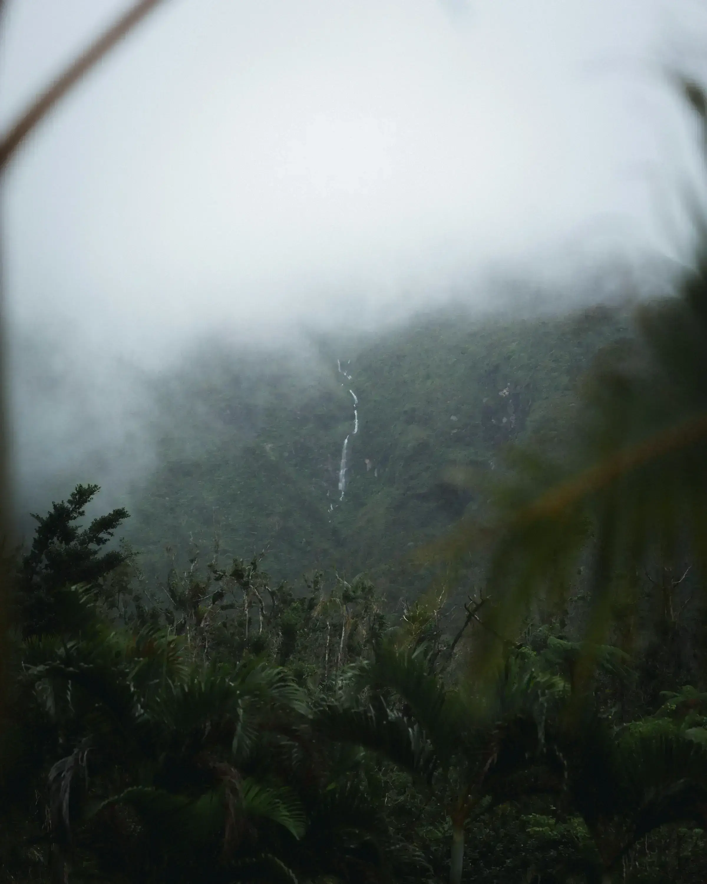 Sunlight filtering through the dense leaves of a Dominica rainforest canopy.