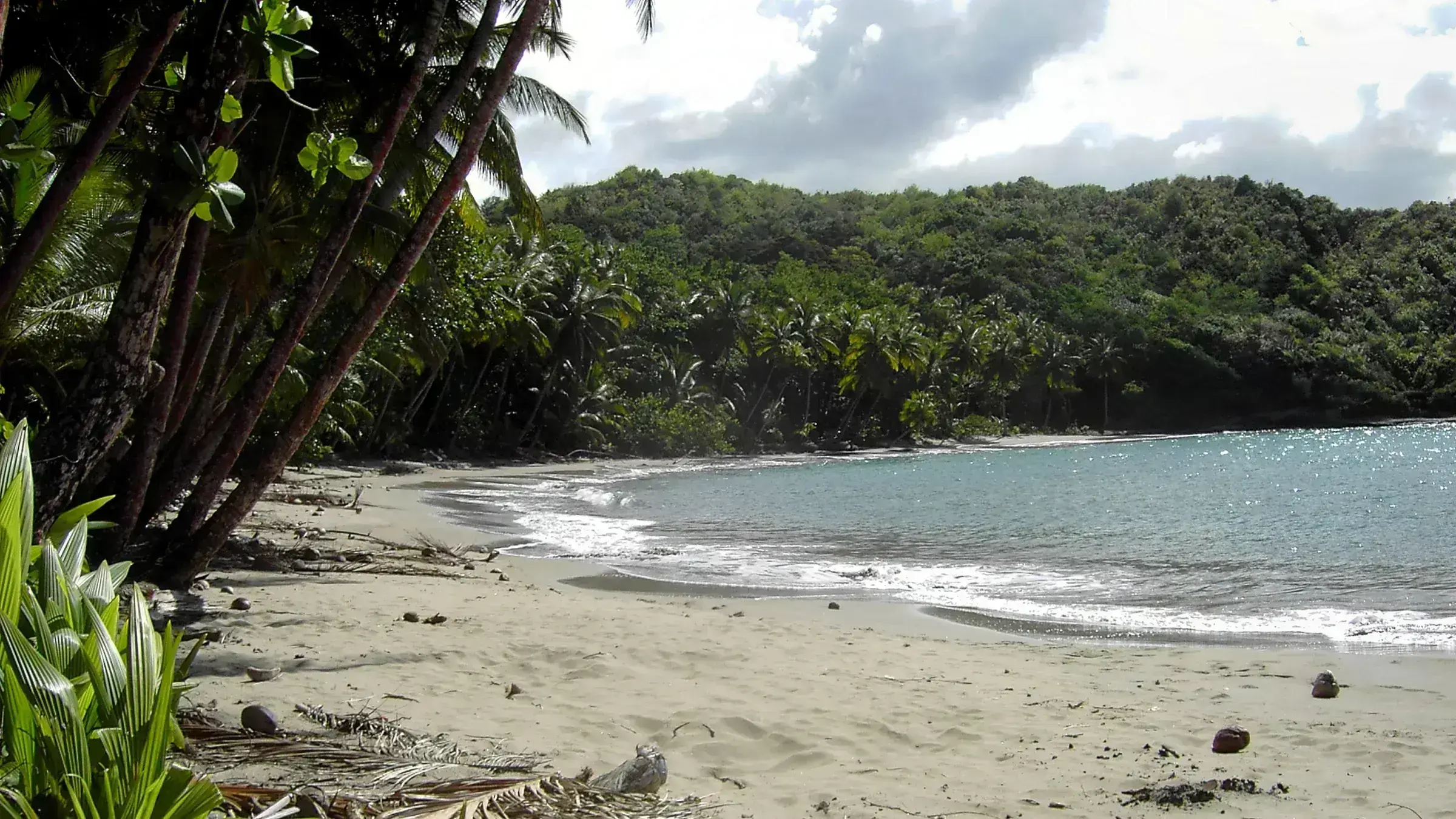 Coconut palms leaning over a sand beach at Hampstead, on Dominica's north coast — the kind of unbuilt shoreline that drew Pirates of the Caribbean to film here.