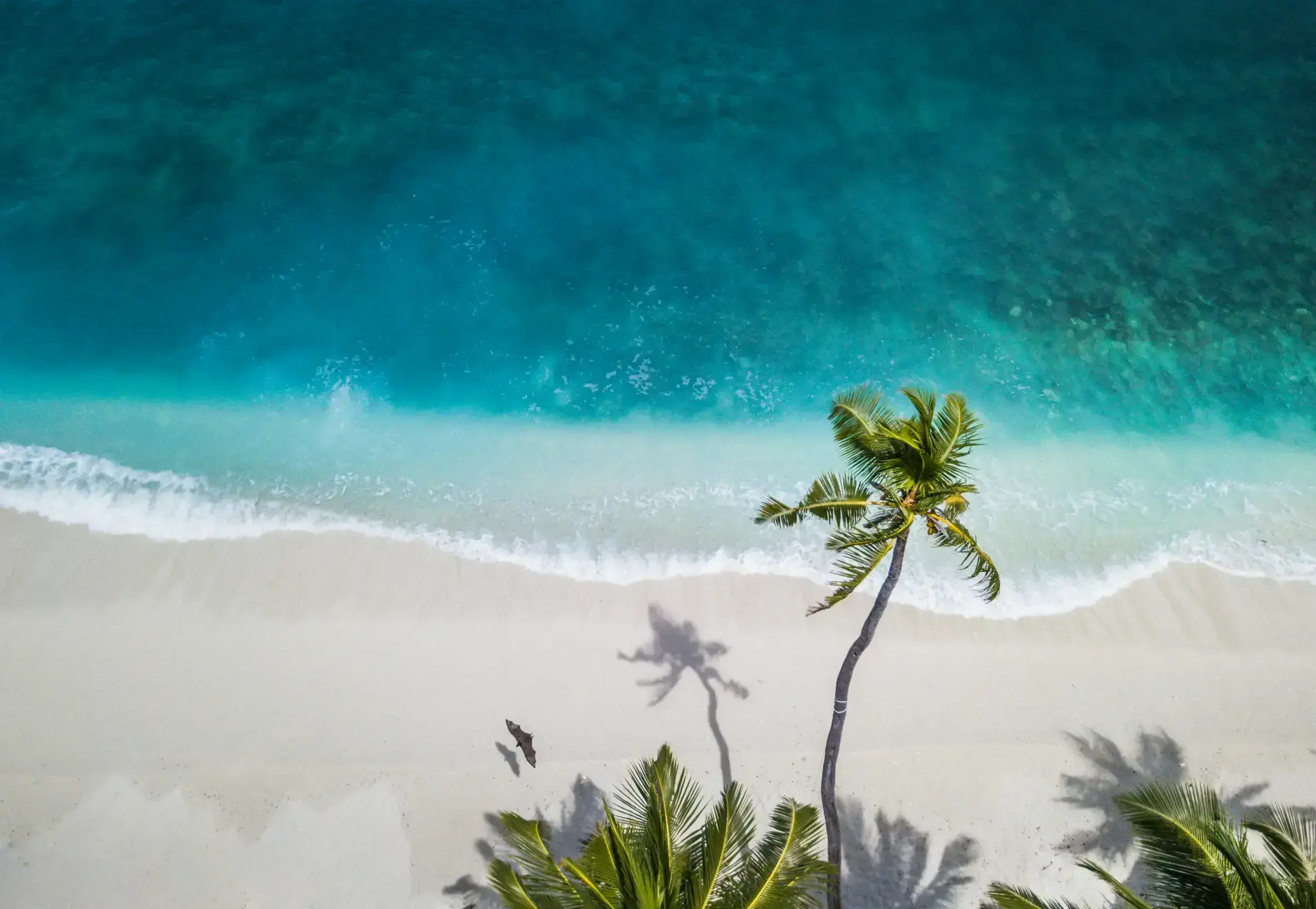 An aerial view of palm trees lining the turquoise shoreline of an Eastern Caribbean island.