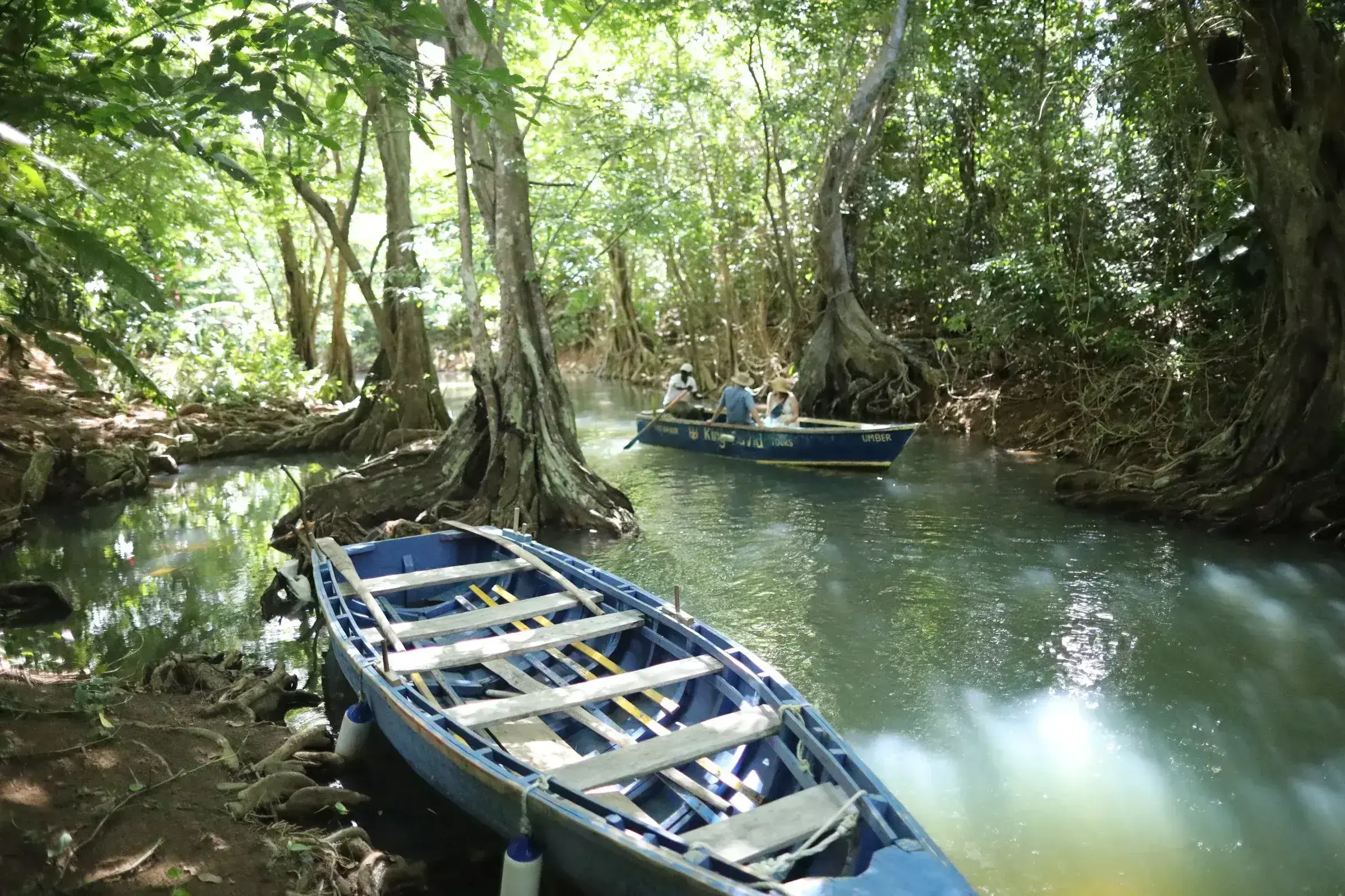 A small boat moving through Dominica's forested Indian River