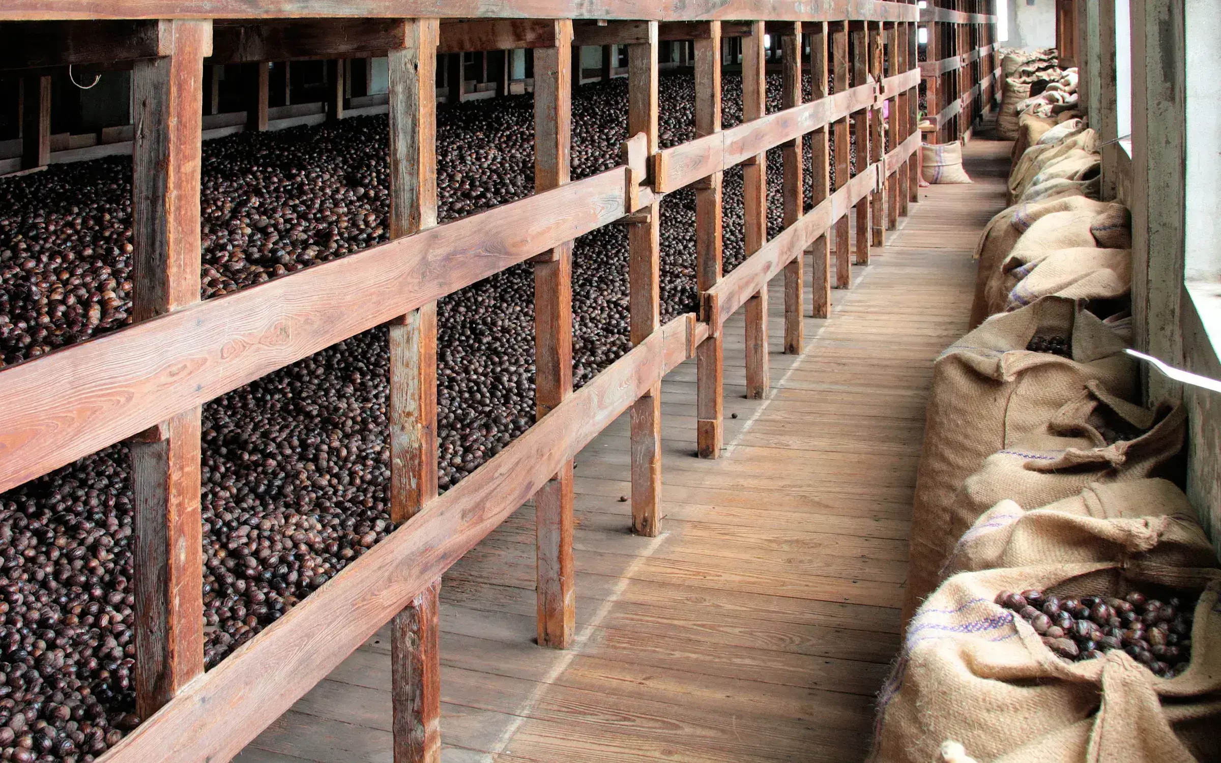 Nutmeg drying, Gouyave — Grenada